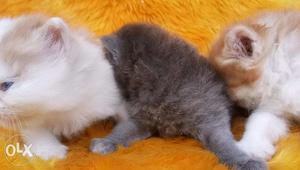 So cute Persian kitten for sale cash on delivery