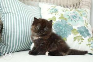 So cute and fit blue eyes Persian kitten for sale