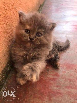So cute and healthy Persian kitten for sale cash