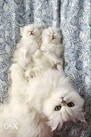 So so so cute blue eyes Persian kitten babies for