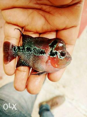 Super Red Dragon and Magma flowerhorn fishes 2.5 inches