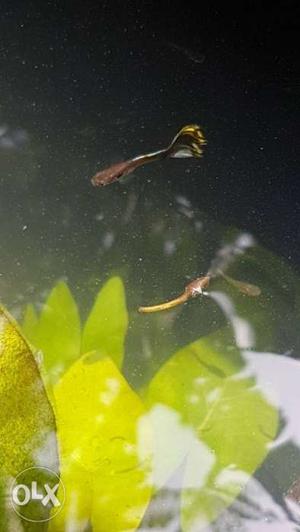 Sword tailed and fan guppies 15 per piece