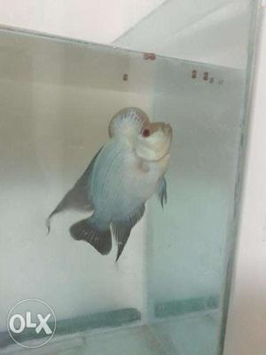 THAI SILK Flowerhorn fish for sale