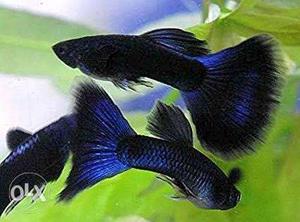 Three Blue Guppy Fishes