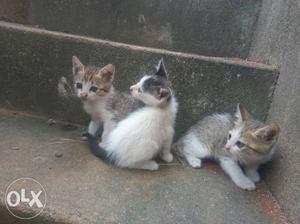 Three Short-furred White-and-gray Kittens