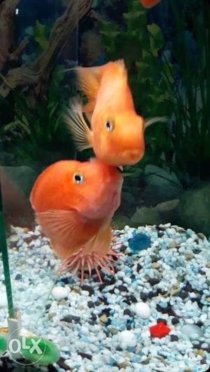 Two Orange Goldfish