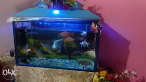 Urgent sell my fish pot