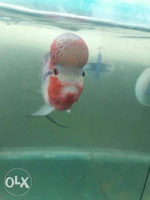White And Red Flowerhorn Cichlid