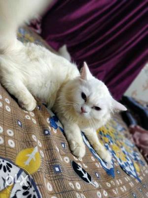 White Persian Cat