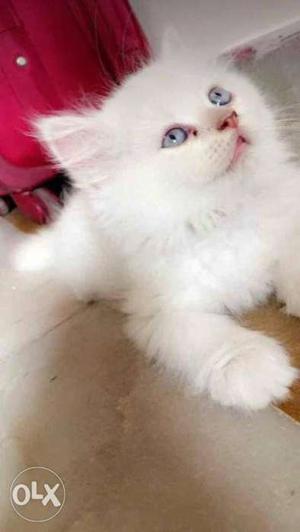 White Persian cat blue eyes both male and female