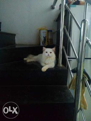 White male percian cat