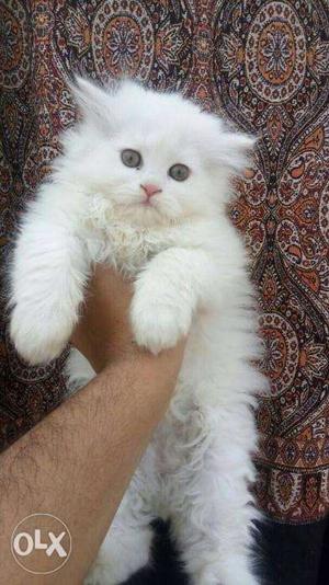 White nd bie clr persian kittens available