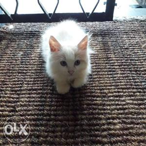 White persian Kitten