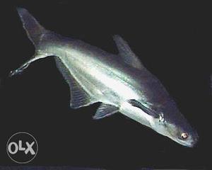  cm length Black ornamental shark Rs 500 per