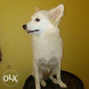 1.5 year pamoliyan dog, female,