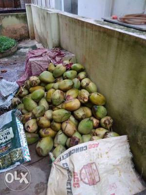 Green Coconut Fruits