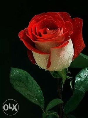 Red And White Rose