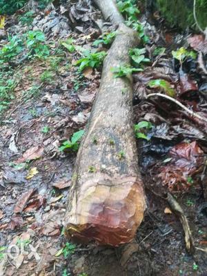 4 tree's teak, full kathal. 40cubic urgent sale(93_