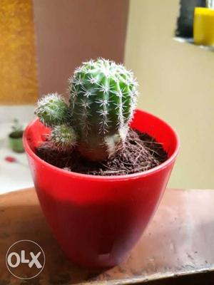 Cactus plants with pot per plants 300
