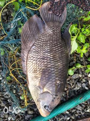 Giant gourami small size available 6 inch length