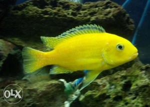 1.2 inch Banana Cichled fish Rs. 50 / piece