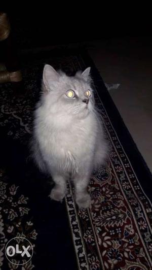 1 year old doll face Persian cat for sale
