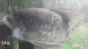 10" long redtail giant gourami for sell