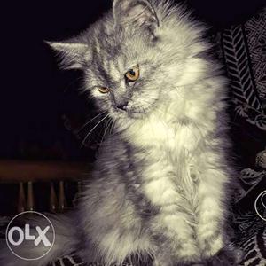 10 month gray color female persion cat long fur urgent sell