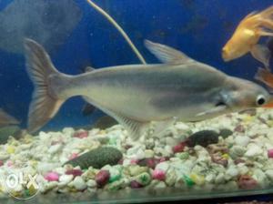 2 Black Fish Shark 30 cm