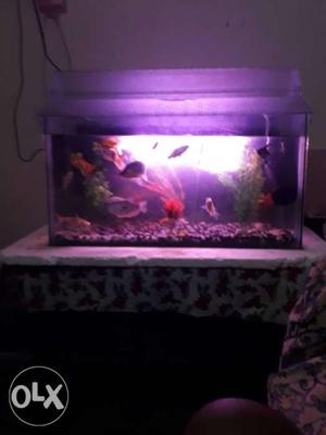 2 feet aquarium with under water light power