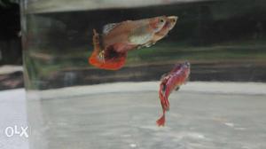 2 male and 1female magenta tail guppy ₹230