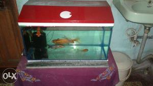 2ft aquarium & 3 cup fish, ergently sell