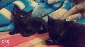 3 black cat available near sinhgad road vadgaon