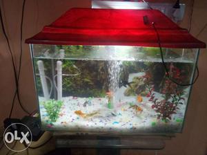 3 months old aquarium with 9 beautiful fishes.. I