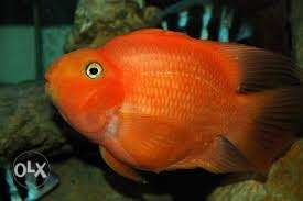 3 red proot fish size  fish 700 last last