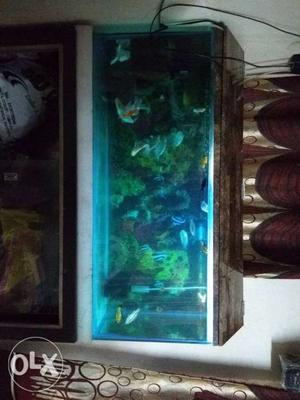 3×1.5 feet Aquarium,All 20 fish,3 oxygen machine