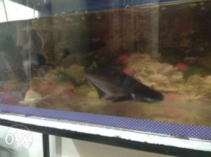 3feet aquarium with aquarium stand 3shark fish