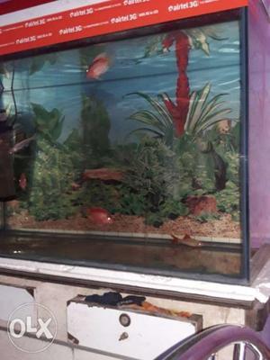 3ft tank a big tank with fish a big offer