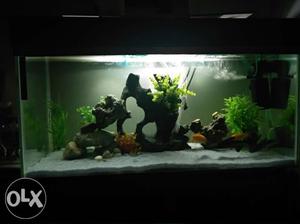 3'x1.5'x15" Fish aquarium with fish and all