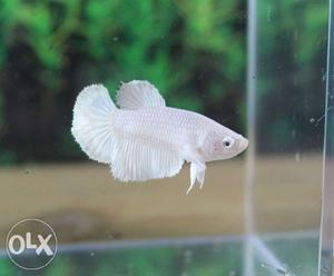 4 Famale Betta In Low Price