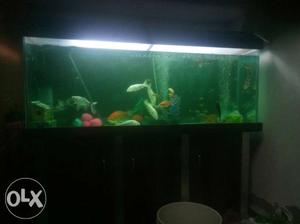 4 ft fish tank all accessories