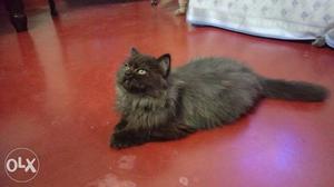 4 month old black&gray Persian male