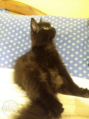 4 year old healthy black persian female cat for