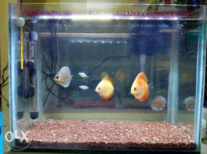 50 Litres Nano Fish Tank For Sale. Dimensions