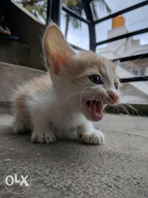 A month old kitty up for adoption.