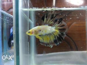 AAA quality Feather tail betta...