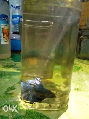 Aa grad dark blue beeta fish