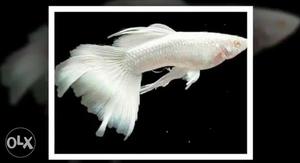 Albino full white guppy