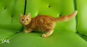 All colours best quality Persian kitten for