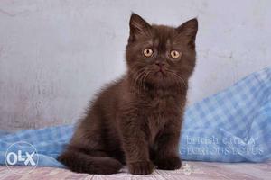 All over India blue eyes and white Persian kitten